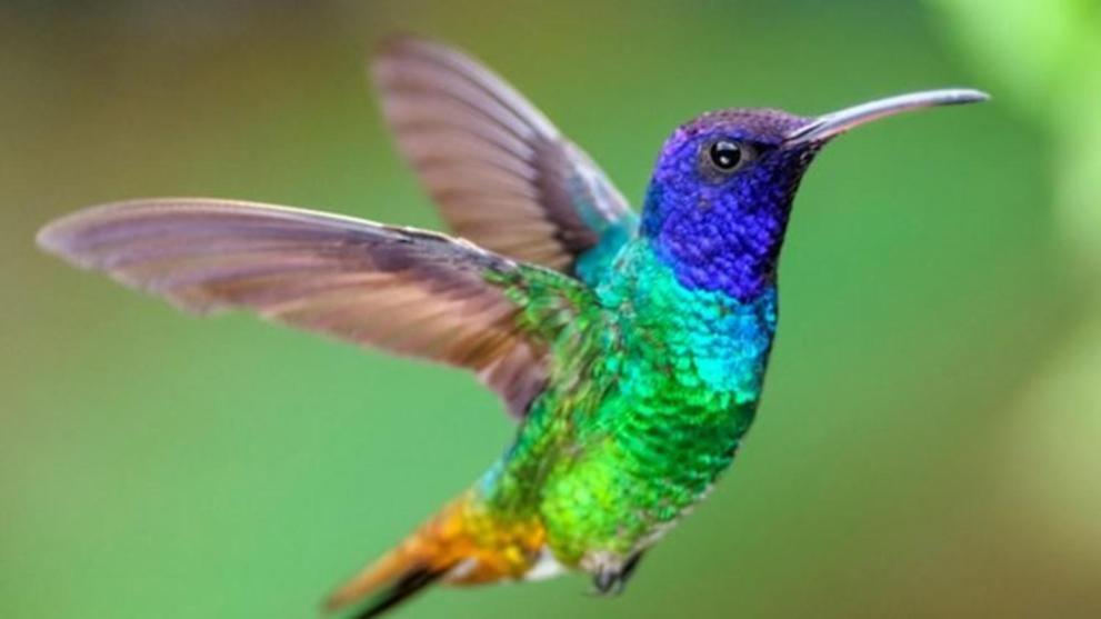 Colibri Lejlighed Playa del Carmen Eksteriør billede